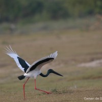 Ephippiorhynchus asiaticus Latham, 1790